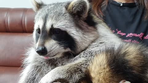 While eating tangerines, Raccoon frowns at the tangerine peel and refuses.