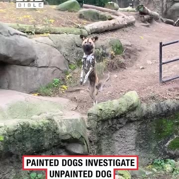Painted dogs investigate unpainted dog 😅
