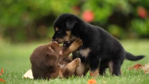 Dogs cutes Animals ||Dog 🐶 Masti