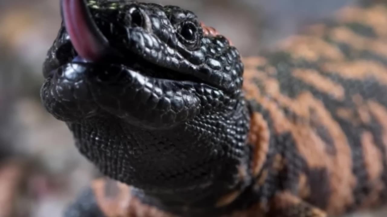 Gila monster: The venomous lizard || explained || LetsgoScience