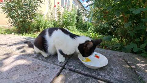 I gave an Egg to a Cute Street Cat 🤗