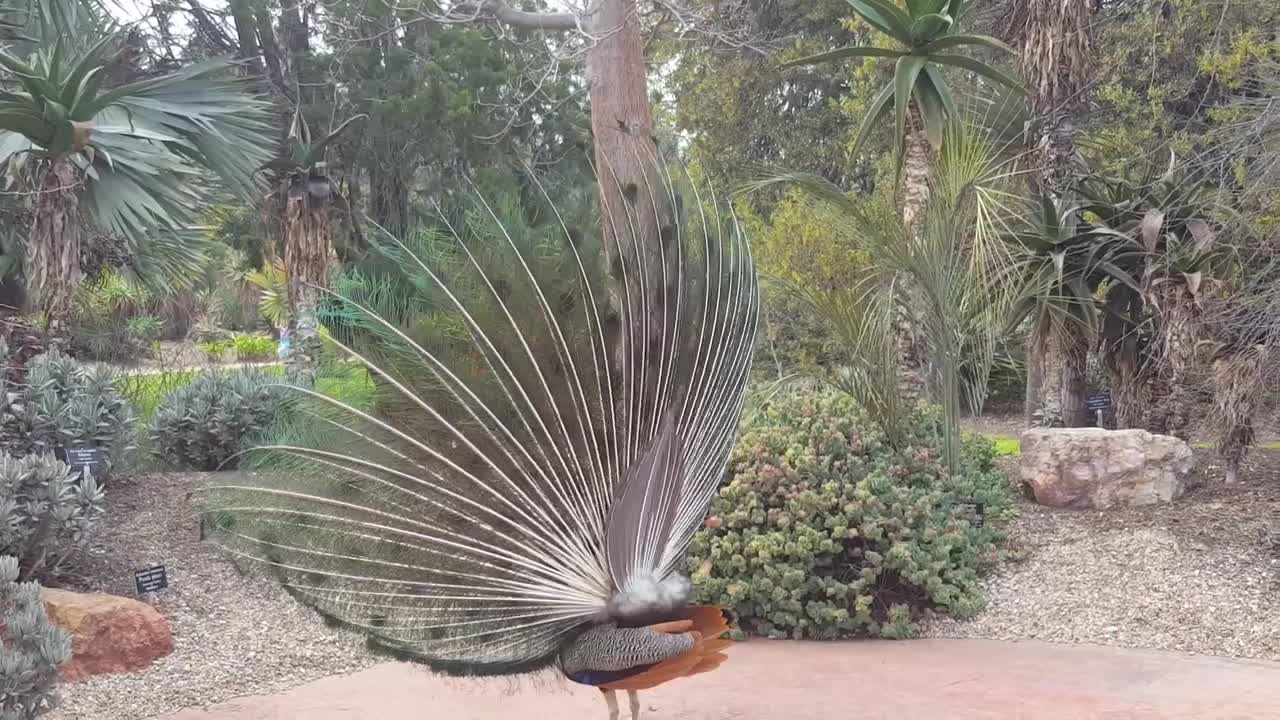 Beautiful peacock dancing