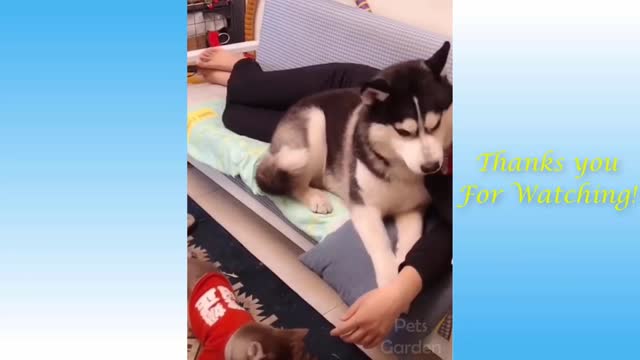 Funny and Cute Cat's Life 👯😺 Cats and Owners are the best friends Videos