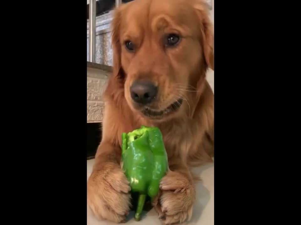 Funny Animals #129