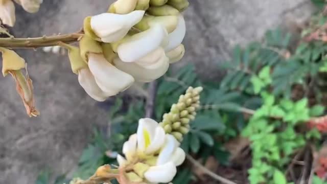 Clusters of small flower buds