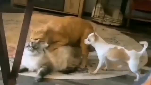 Dogs and cat funny fighting video