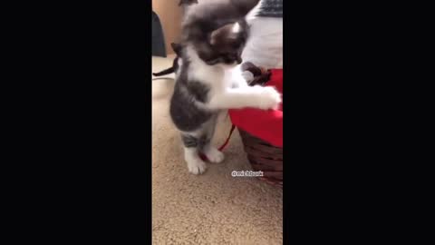 FUNNY KITTENS !!! Try not to laugh ^-^