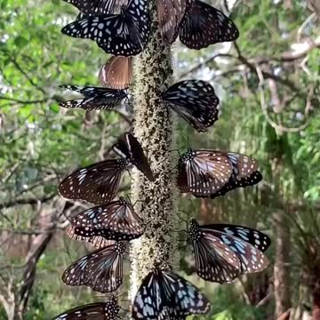 These blue tiger butterflies are so beautiful!😍🦋