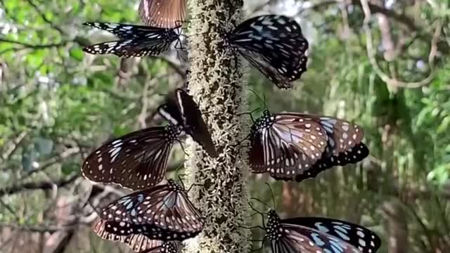 These blue tiger butterflies are so beautiful!😍🦋