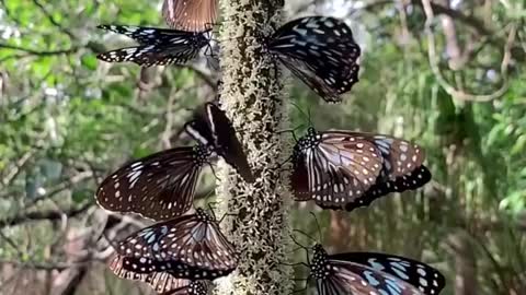 These blue tiger butterflies are so beautiful!😍🦋