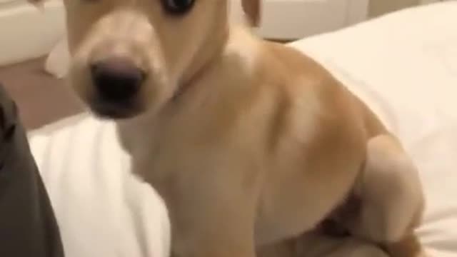 unexpected reaction of cute dog