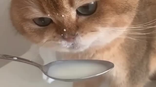 Cat drinking milk😂