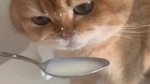 Cat drinking milk😂