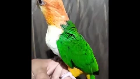 3 colour parrot