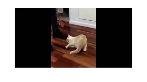 Cutest Cat Video, Awesome Cats