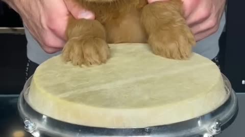 Puppy Drums #shorts