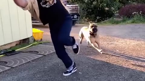 Dogs In Evolution