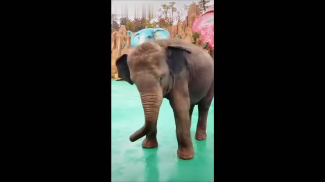 Elephant singing