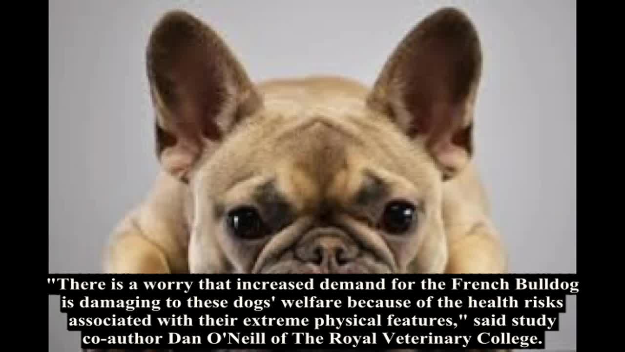 French Bulldog's cute face exposes it to welfare risks: study