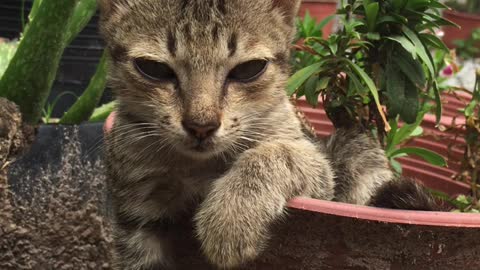 Kittens sunbathe