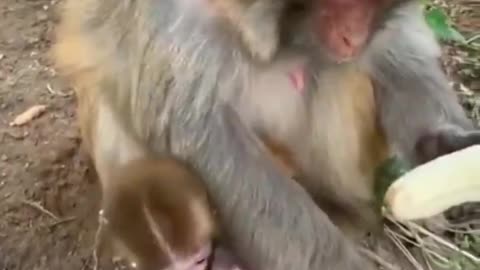 Even monkeys do not eat the banana strings