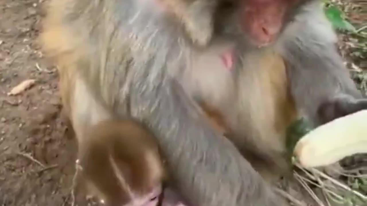 Even monkeys do not eat the banana strings