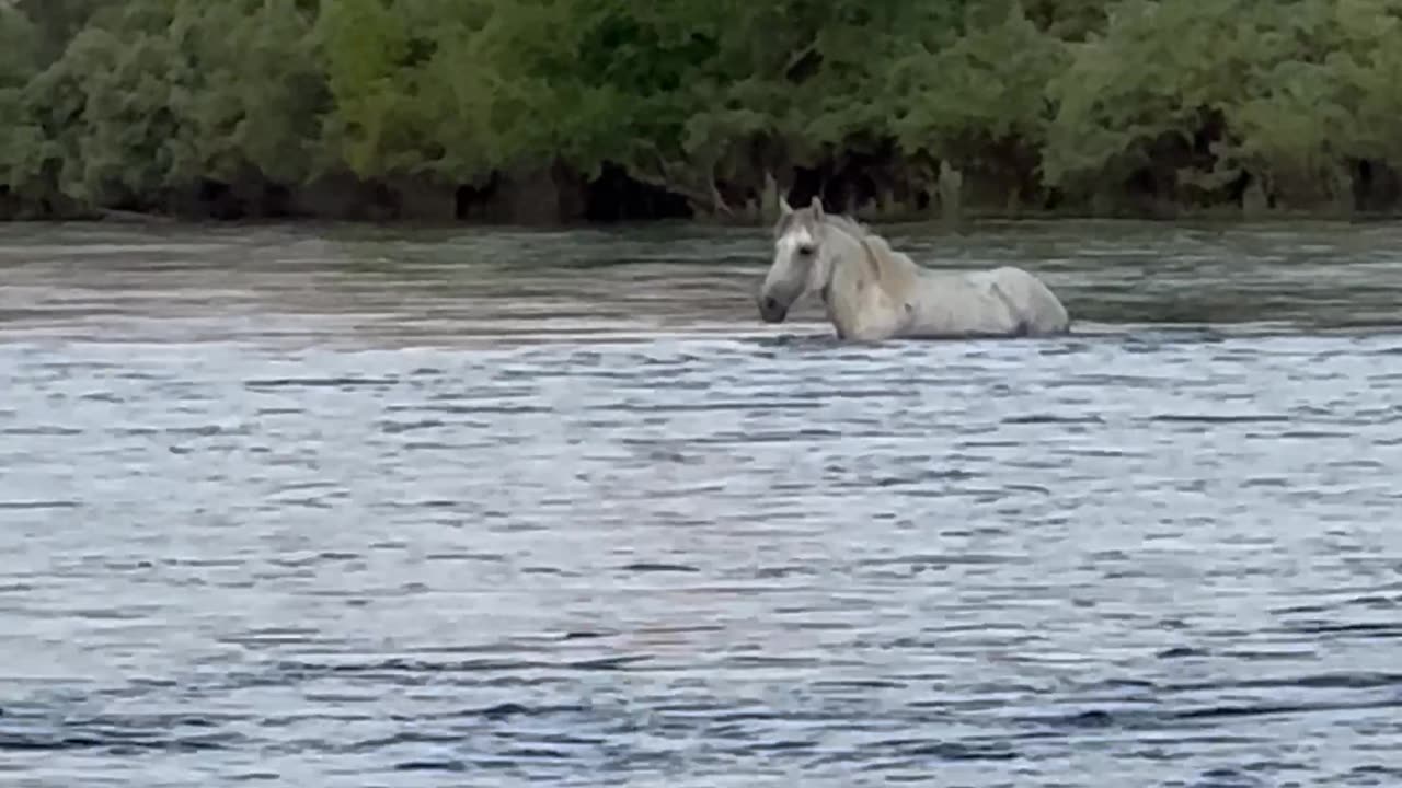 Wild Horse Walks in Arizona River