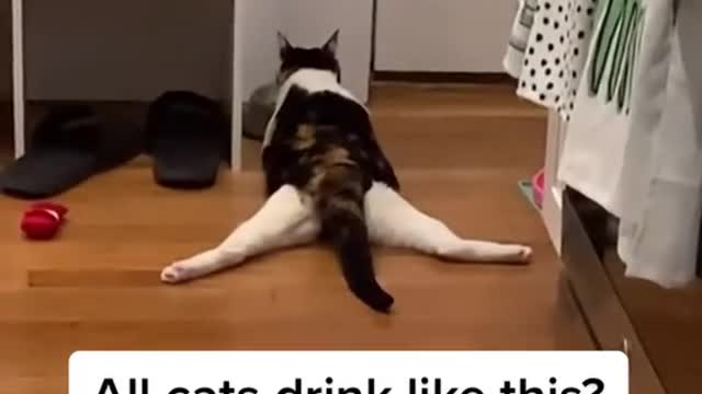 All Cats drink Like this? Right? || Cat Funny Moments ||