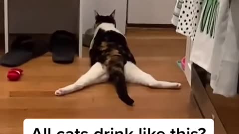 All Cats drink Like this? Right? || Cat Funny Moments ||