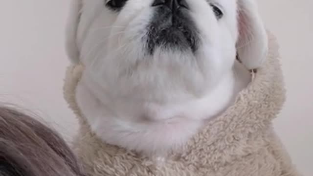 I Love Pets - Funny Pets Video Clips #Funny Pets