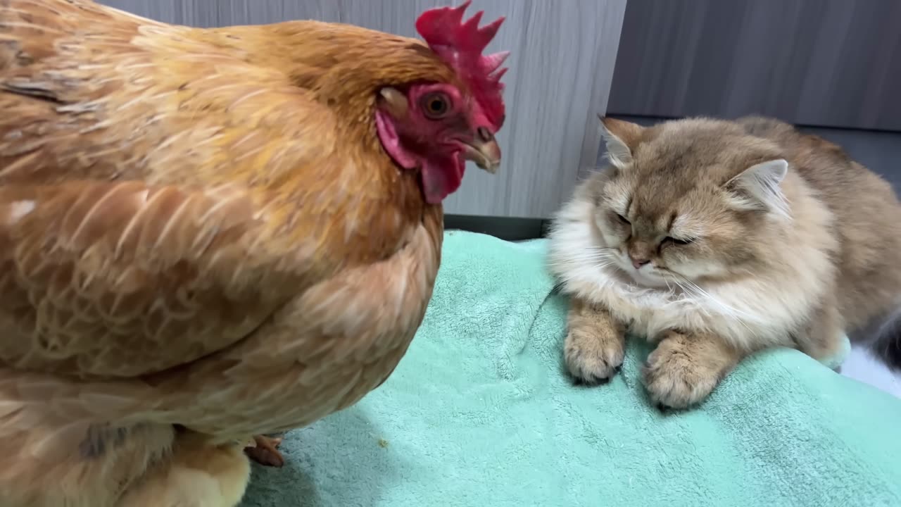 The Hen & Cat