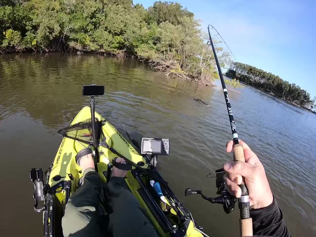 Big Snook vs Alligator in Mosquito Lagoon