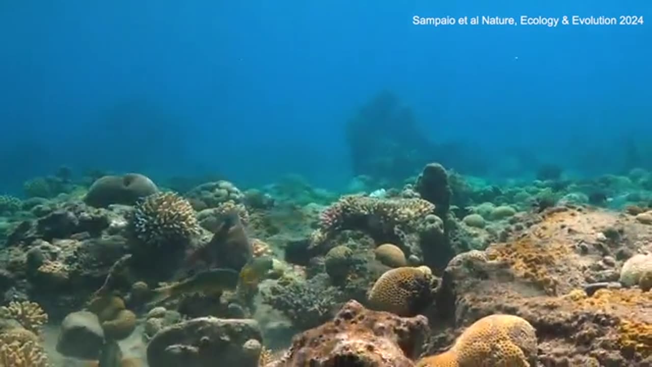 Not in my sea! Hilarious moment octopus punches fish while hunting