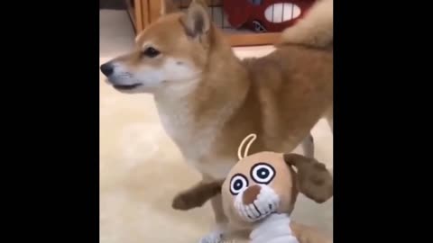 💕Cute and funny pets | try not to Laugh 😂