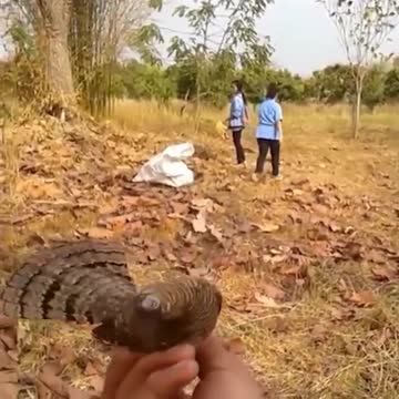 WATCH : Bird With A Neck Like A Snake 😮.