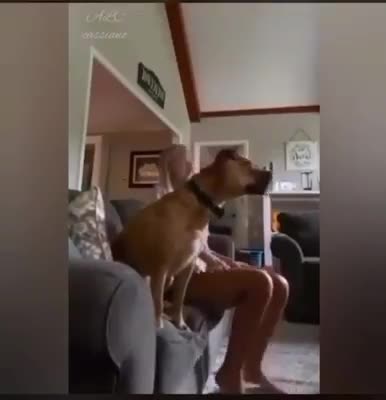 How did the dog know this game, wow!