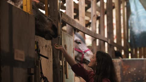 Young woman feeding a big horse in the stable
