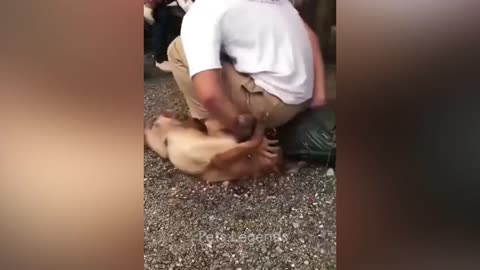 Funniest Animals 2024 😂 Funny New Dogs and Cats Videos 😻🐶