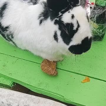 Rabbit mom giving birth to 1 baby bunny