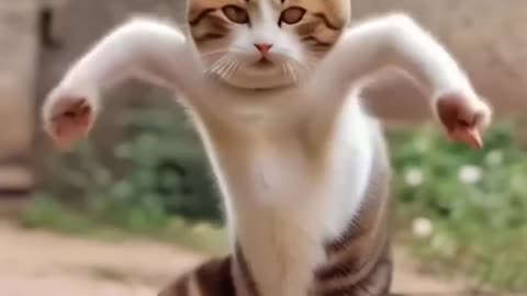 Cat animals funny animal videos . enjoy 😄