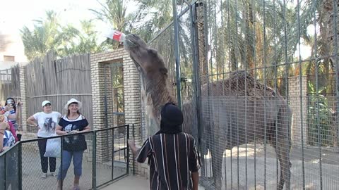 Camel drinks Coca-Cola