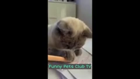 Funny Animal Videos 🤣 Funniest Cats and Dogs Videos 2024 😁