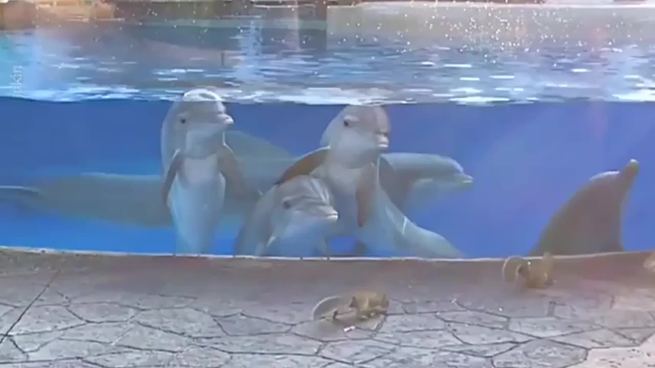 Dolphins in amazement for seeing squirrels for the first time