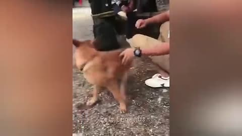 Funny Pet Video