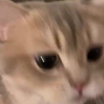 Can you believe that you will be conquered by my cat's meow in three seconds? #002