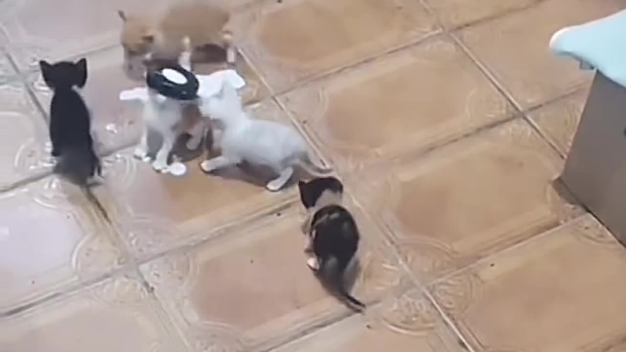 How to tell the floof that food is in bowl