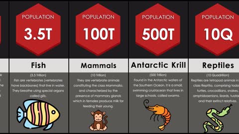 Comparison: Animal Population Size