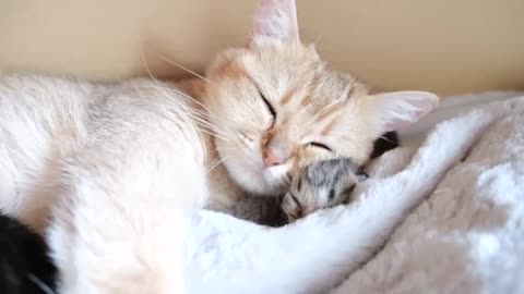 Mother cat sleeps surrounded by baby kittens