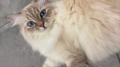 Funny cat moments 🤣🤣