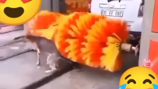 🤣🤣👌Funny 👌🤣dog video🤣🤣👌